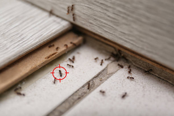 Best Mosquito Control Services  in Byram, CT