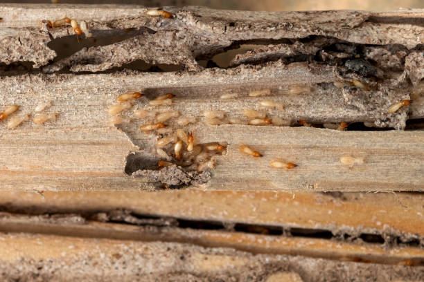 Best Ant Control Services  in Byram, CT