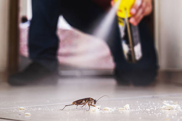 Best Pest Inspection Near Me  in Byram, CT
