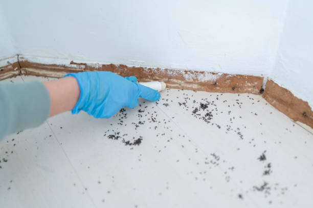 Best Emergency Pest Control  in Byram, CT